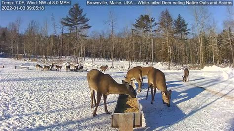 brownville food pantry for deer live|.223/5.56 Vs 30